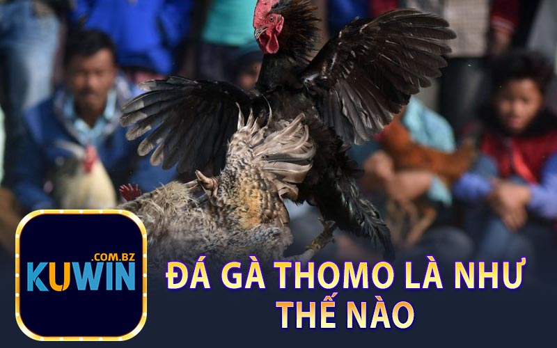 Đá Gà Thomo Là Thế Nào ?