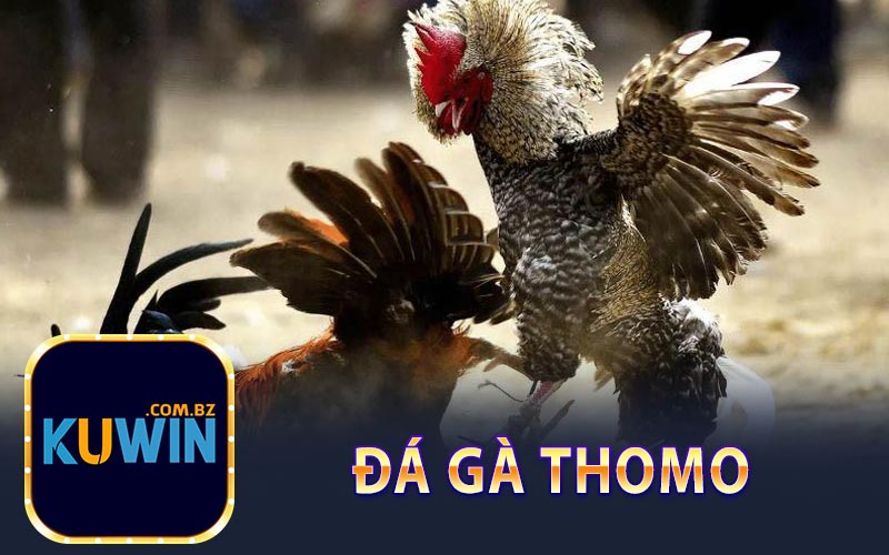 Đá Gà Thomo