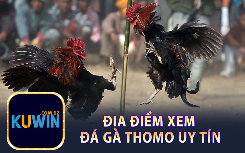 Địa Điểm Xem Đá Gà Thomo Uy Tín