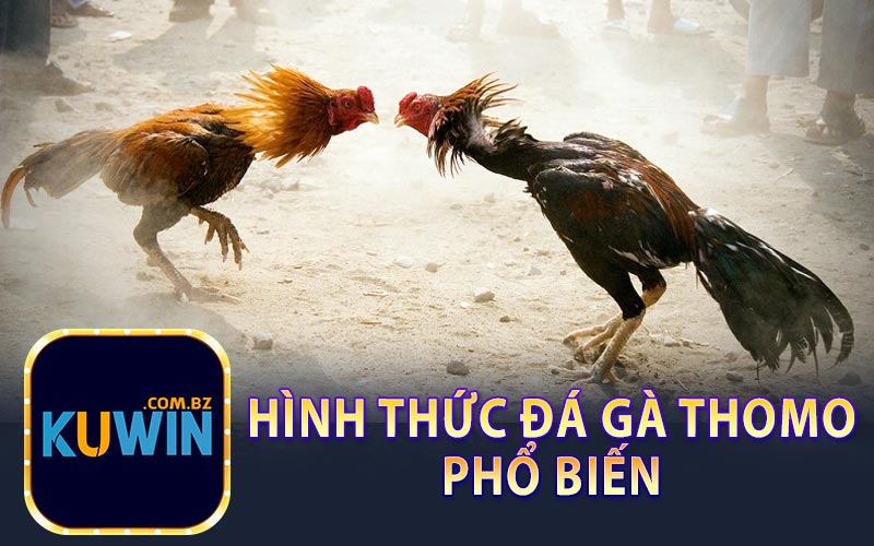 Hình Thức Đá Gà Thomo Phổ Biến