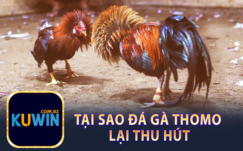 Tại Sao Đá Gà Thomo Thu Hút Các Cược Thủ